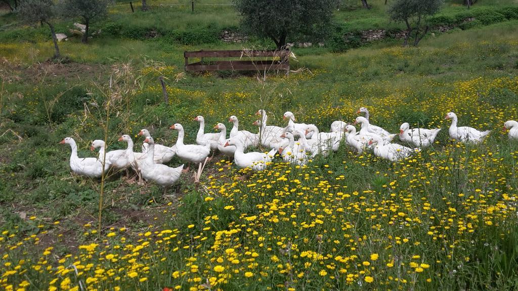 Agriturismo Villa Val D'Olivi Capodacqua  Luaran gambar